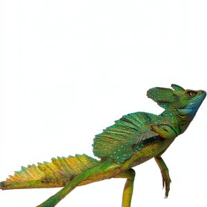 Raintree Children’s Zoology Book Animal Facts for Grades 3-5-0