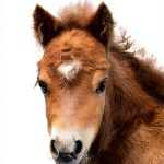 National Geographic Readers Horse Book Spanish Kindle for Kids 5-8-0